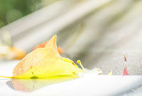 的新的指导 的新的指导